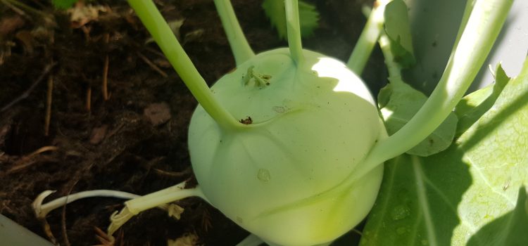 Червень, балкон, урожай.