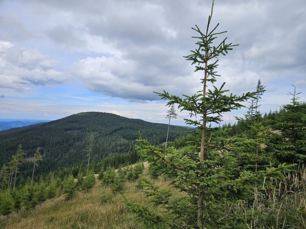 ліс, Австрія