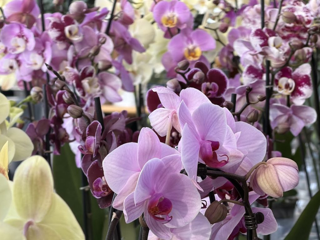 Orchideen, орхідеї